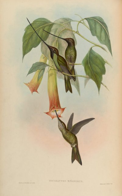 Docimastes ensiferus von John Gould